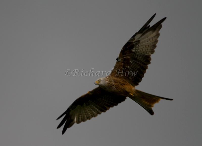 red kite08.jpg
